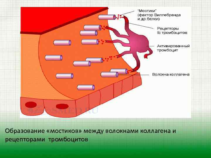 Образование «мостиков» между волокнами коллагена и рецепторами тромбоцитов 