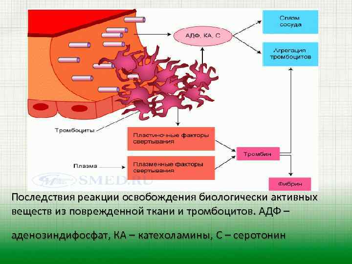 Последствия реакции освобождения биологически активных веществ из поврежденной ткани и тромбоцитов. АДФ – аденозиндифосфат,