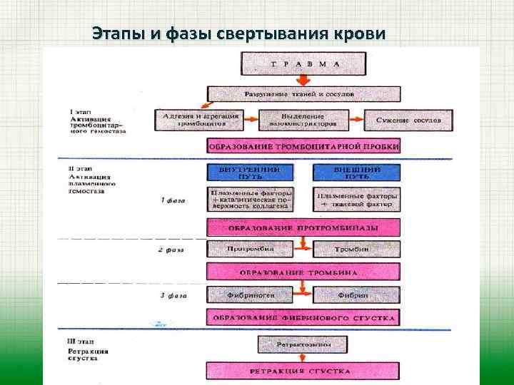 Этапы и фазы свертывания крови 