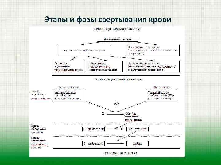 Рассмотрите рисунок на котором представлена схема свертывания крови