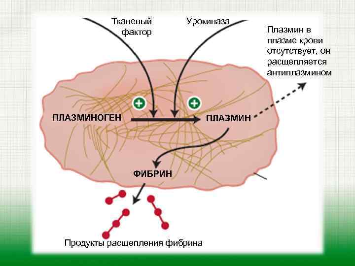  Тканевый Урокиназа фактор Плазмин в плазме крови отсутствует, он расщепляется антиплазмином ПЛАЗМИНОГЕН ПЛАЗМИН