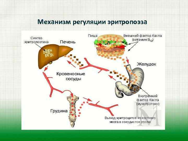 Механизм регуляции эритропоэза 