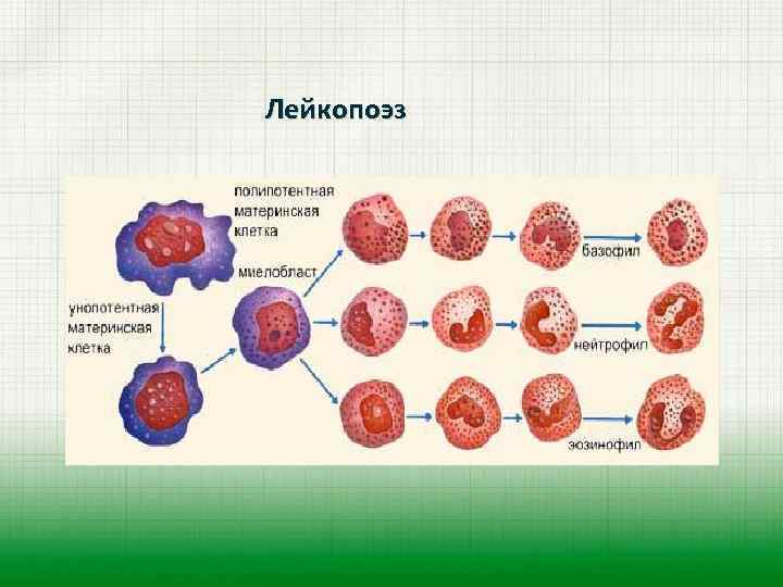 Лейкопоэз 