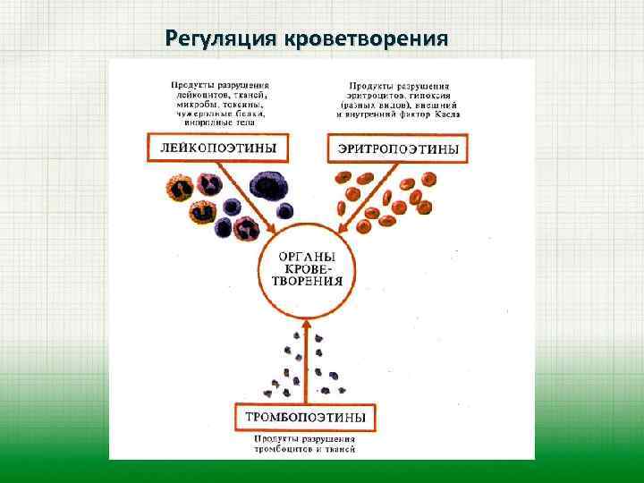 Регуляция кроветворения 