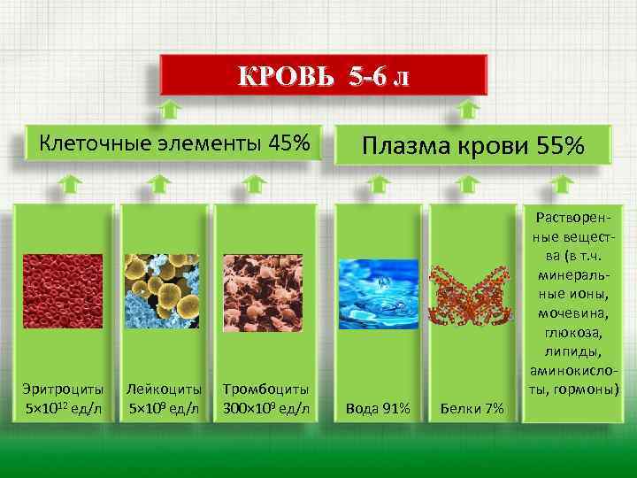  КРОВЬ 5 -6 л Клеточные элементы 45% Плазма крови 55% Растворен- ные вещест-