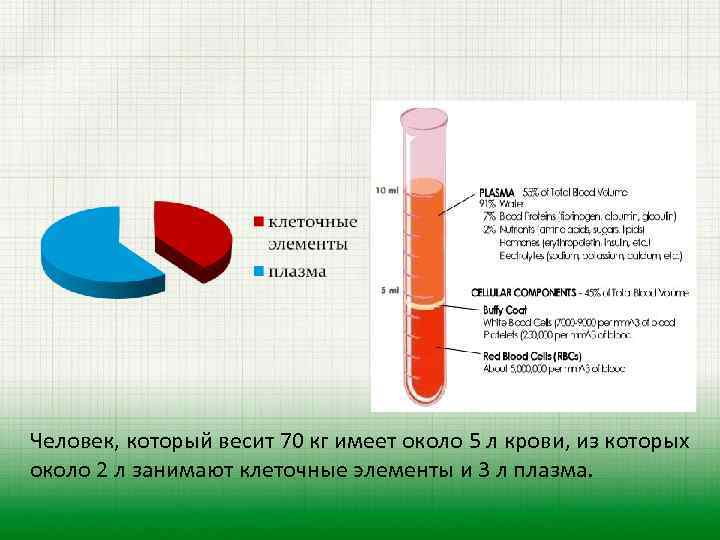 Человек, который весит 70 кг имеет около 5 л крови, из которых около 2