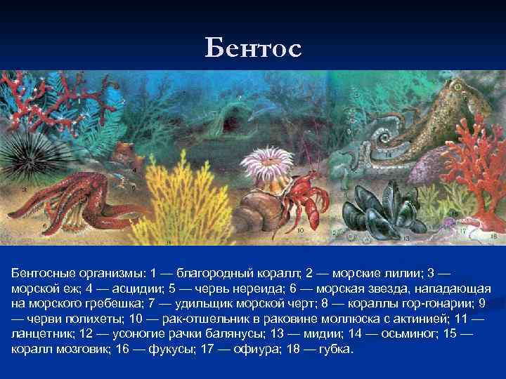 Бентосные организмы: 1 — благородный коралл; 2 — морские лилии; 3 — морской еж;