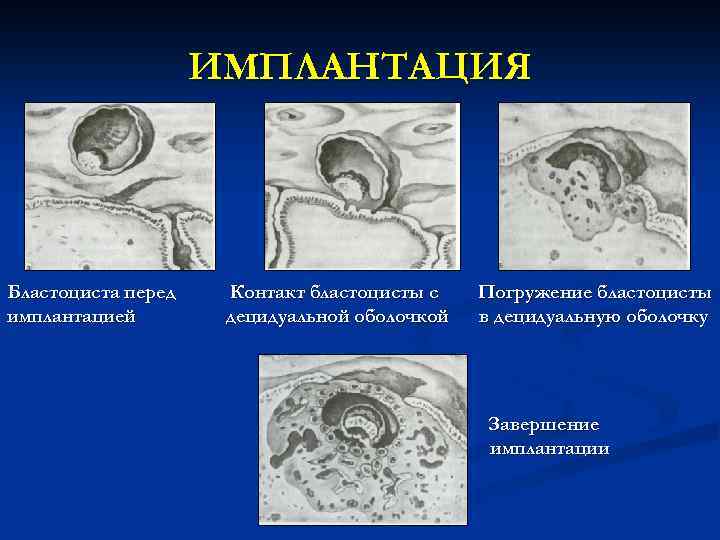 ИМПЛАНТАЦИЯ Бластоциста перед имплантацией Контакт бластоцисты с децидуальной оболочкой Погружение бластоцисты в децидуальную оболочку