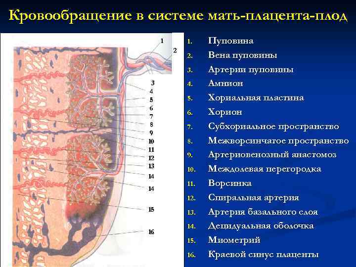 Рисунок матка сосуды плода плацента