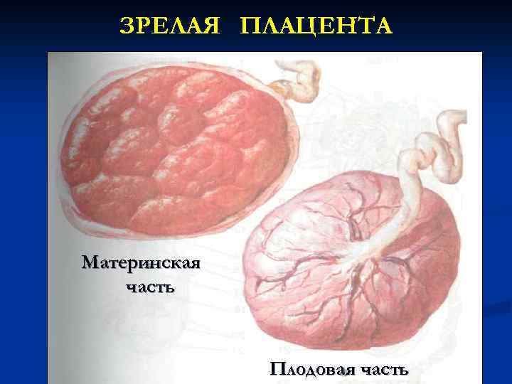 Плацента человека презентация