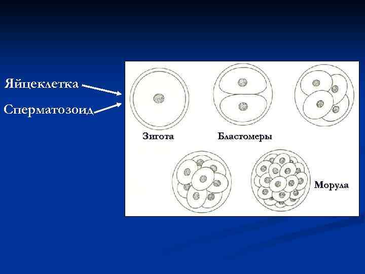 Схема мать плацента плод