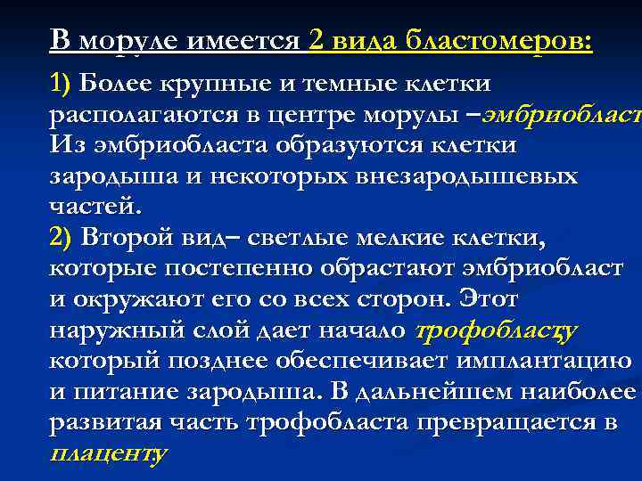 В моруле имеется 2 вида бластомеров: 1) Более крупные и темные клетки располагаются в