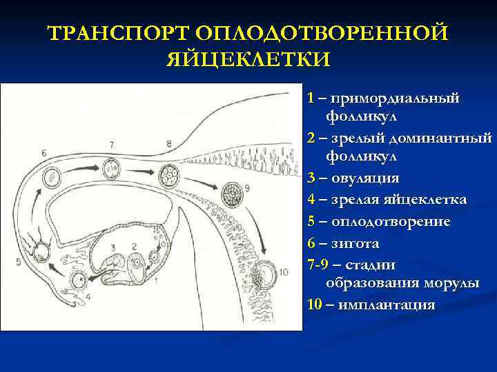 Примордиальный мешок