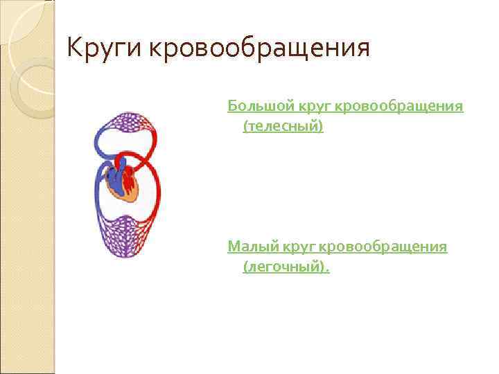 Круги кровообращения Большой круг кровообращения (телесный) Малый круг кровообращения (легочный). 
