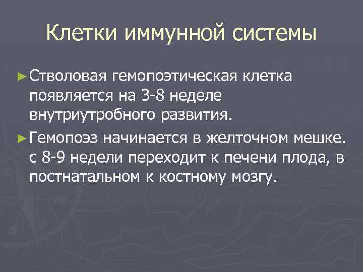 Клетки иммунной системы ► Стволовая гемопоэтическая клетка появляется на 3 -8 неделе внутриутробного развития.