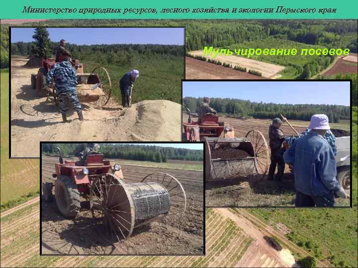 Министерство природных ресурсов, лесного хозяйства и экологии Пермского края Мульчирование посевов 