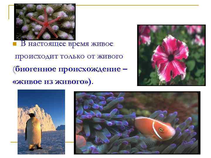 В настоящее время живое происходит только от живого (биогенное происхождение – «живое из живого»