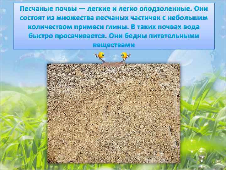 Песчаные почвы — легкие и легко оподзоленные. Они состоят из множества песчаных частичек с