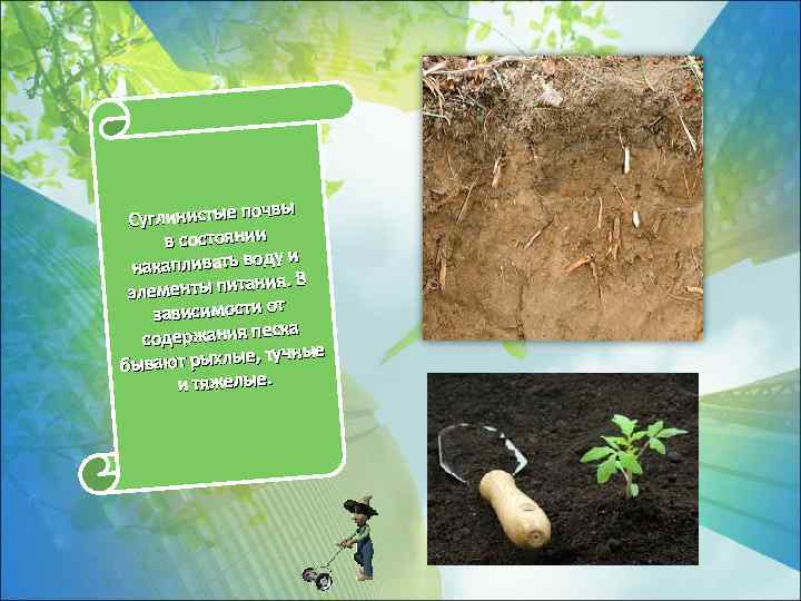 чвы Суглинистые по в состоянии ду и накапливать во ия. В элементы питан зависимости