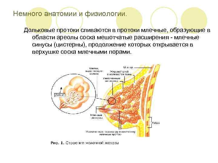 Эктазия протоков молочной железы. Эктазия млечных протоков молочных желез. Дилатация млечных протоков молочных желез. Млечные синусы молочной железы.
