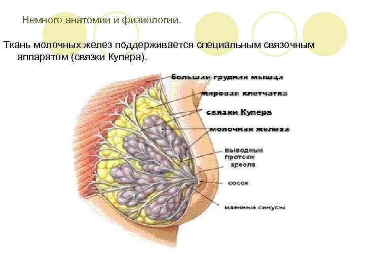 Немного анатомии и физиологии. Ткань молочных желез поддерживается специальным связочным аппаратом (связки Купера). 