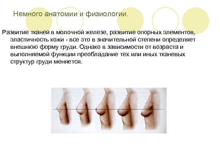 Немного анатомии и физиологии. Развитие тканей в молочной железе, развитие опорных элементов, эластичность кожи