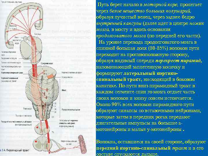  Путь берет начало в моторной коре, пролегает через белое вещество больших полушарий, образуя