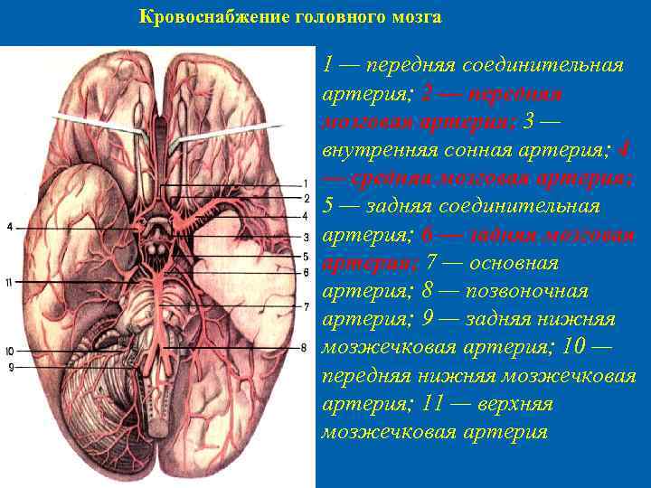 Задняя соединительная артерия мозга