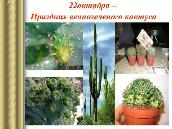 22 октября – Праздник вечнозеленого кактуса 