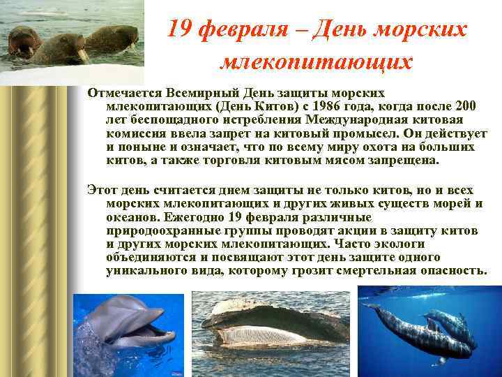 19 февраля – День морских млекопитающих Отмечается Всемирный День защиты морских млекопитающих (День Китов)
