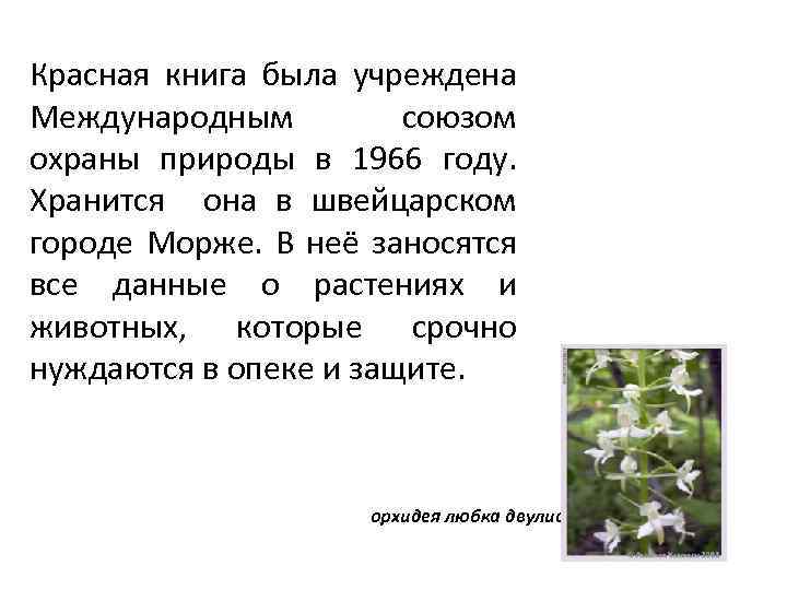 Красная книга была учреждена Международным союзом охраны природы в 1966 году. Хранится она в