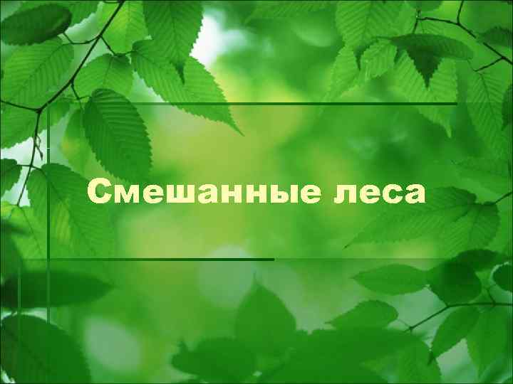 Смешанные леса 