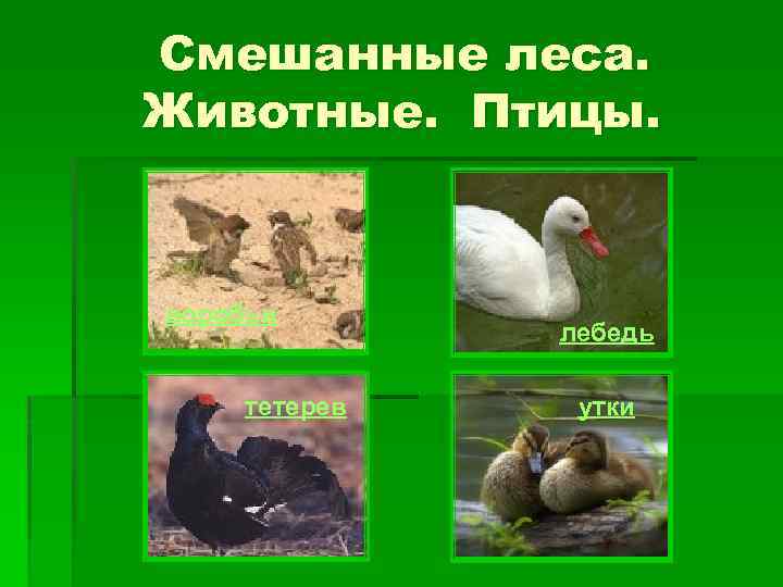 Смешанные леса. Животные. Птицы. воробьи тетерев лебедь утки 