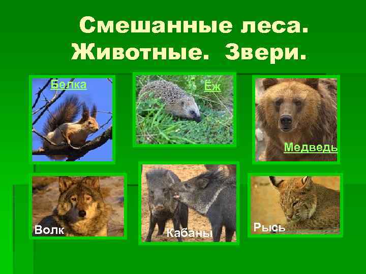 Смешанные леса. Животные. Звери. Белка Ёж Медведь Волк Кабаны Рысь 