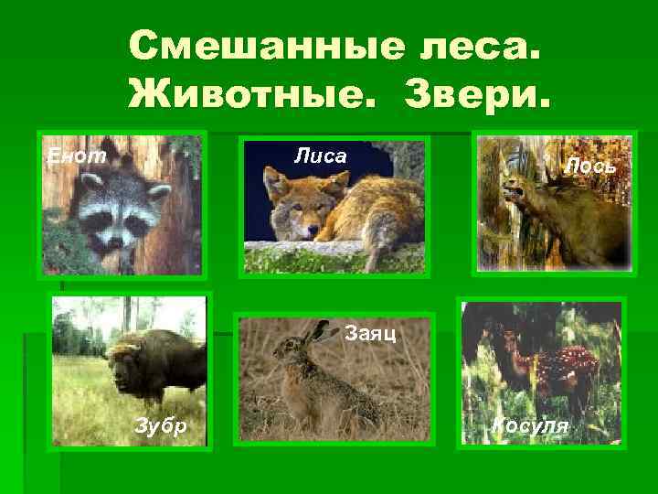 Смешанные леса. Животные. Звери. Енот Лиса Лось Заяц Зубр Косуля 