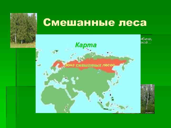 Смешанные леса Карта То березка, то рябина, Куст ракиты над рекой… Зона смешанных лесов