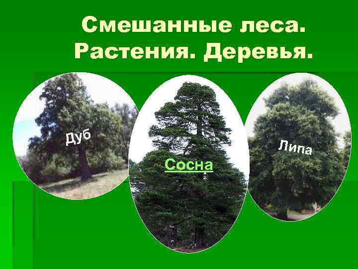 Смешанные леса. Растения. Деревья. Дуб Сосна Липа 