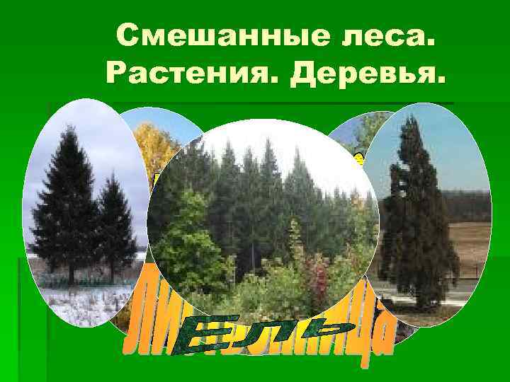 Смешанные леса. Растения. Деревья. 