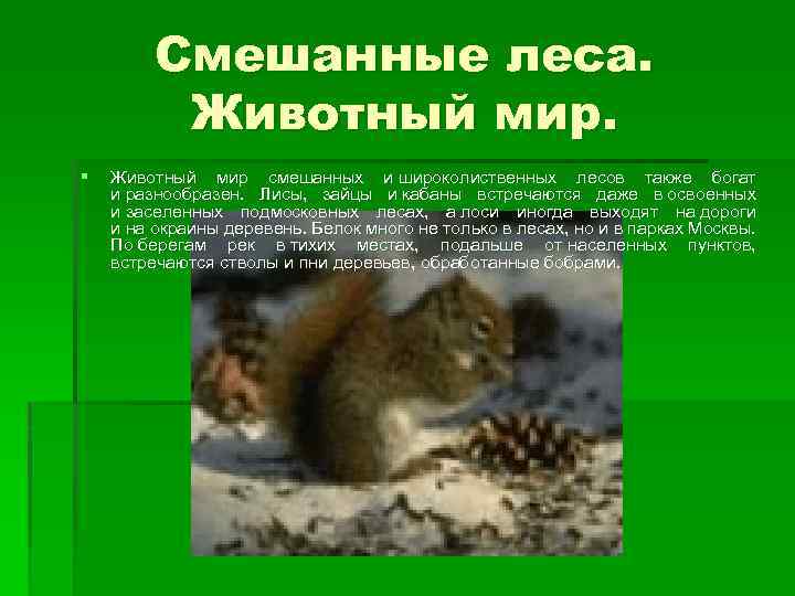 Смешанные леса. Животный мир. § Животный мир смешанных и широколиственных лесов также богат и