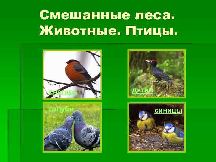 Смешанные леса. Животные. Птицы. снегирь голуби дятел синицы 