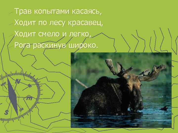 ► Трав копытами касаясь, ► Ходит по лесу красавец, ► Ходит смело и легко,