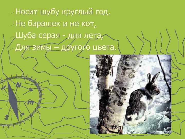 ► Носит шубу круглый год. ► Не барашек и не кот, ► Шуба серая