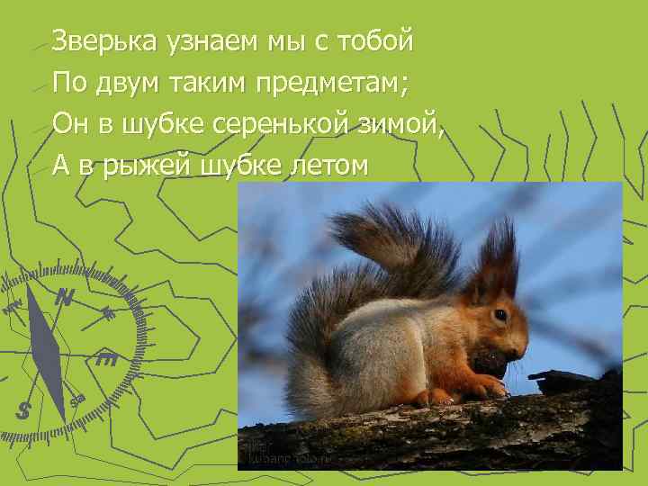 ► Зверька узнаем мы с тобой ► По двум таким предметам; ► Он в