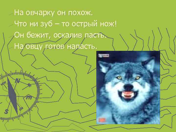 ► На овчарку он похож. ► Что ни зуб – то острый нож! ►