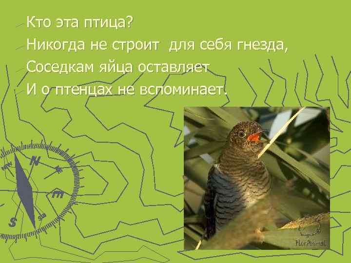► Кто эта птица? ► Никогда не строит для себя гнезда, ► Соседкам яйца