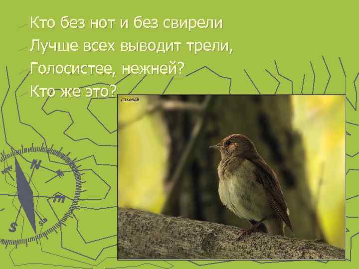 ► Кто без нот и без свирели ► Лучше всех выводит трели, ► Голосистее,