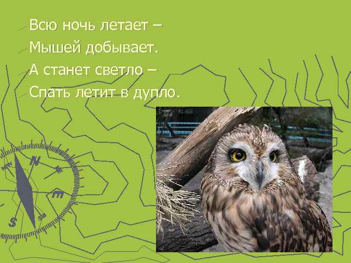 ► Всю ночь летает – ► Мышей добывает. ► А станет светло – ►