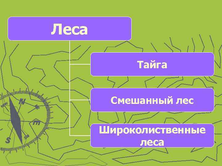 Леса Тайга Смешанный лес Широколиственные леса 