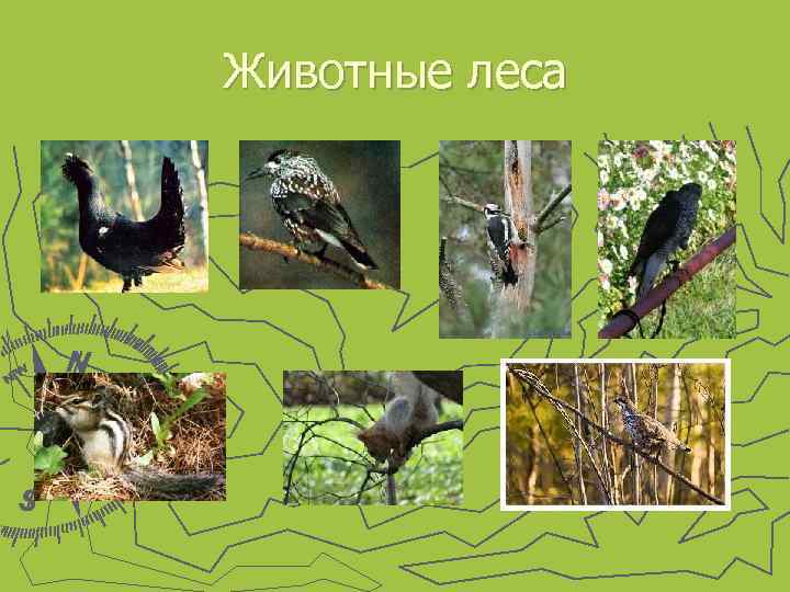 Животные леса 