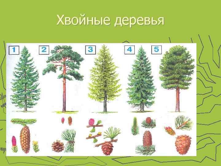 Хвойные деревья 